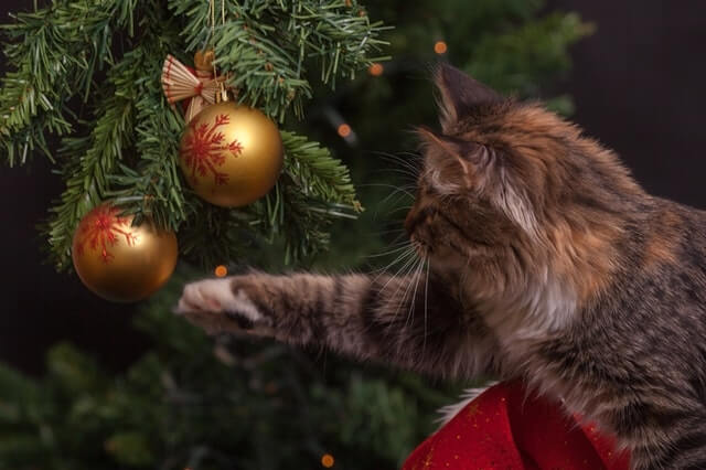 chiens-chats-sapin-plantes-de-noel